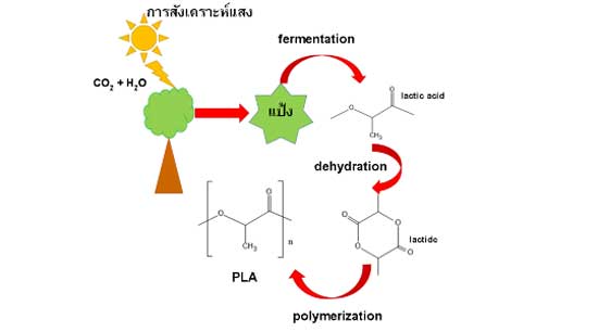 ขั้นตอนการผลิตพลาสติกชีวภาพ พอลิแลคติก แอซิค (polylactic acid, PLA)